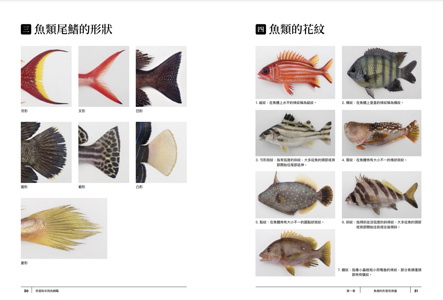 香港街市海魚図鑑